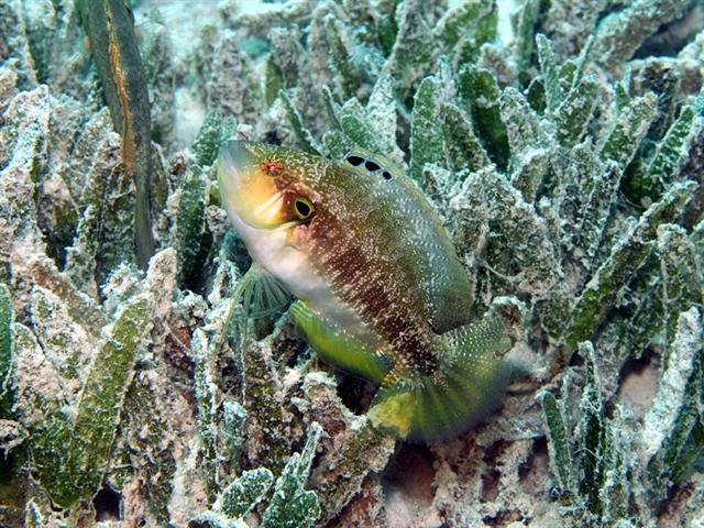 (Pteragogus) Род ПТЕРАГОГУСЫ 7 видов